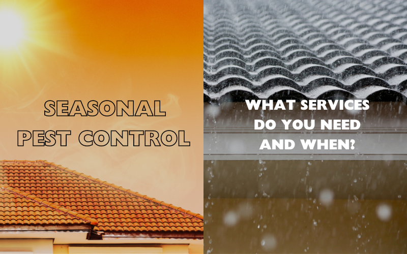 Seasonal Pest Control: What Services Do You Need and When?