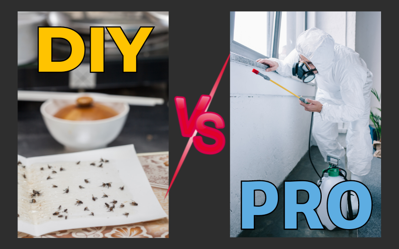 DIY vs. Professional Pest Control: When to Call in the Experts in Singapore