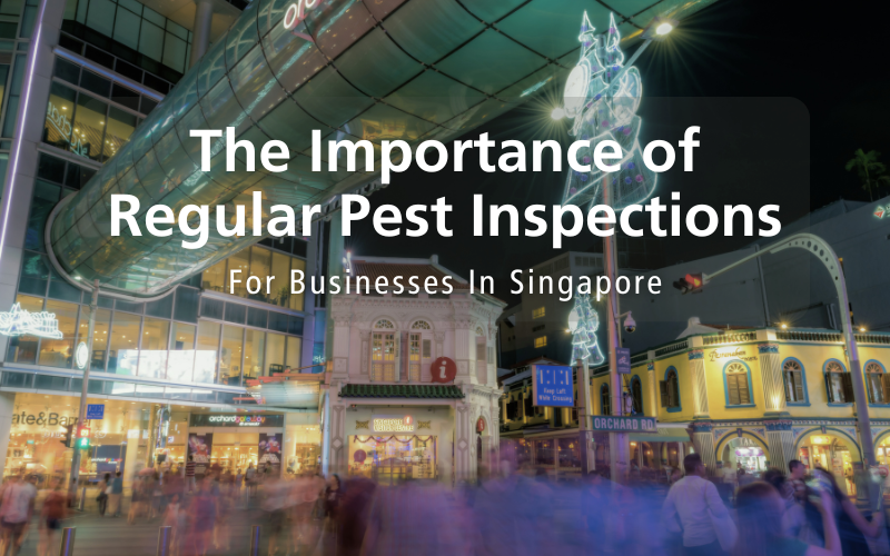 The Importance of Regular Pest Inspections for Businesses in Singapore