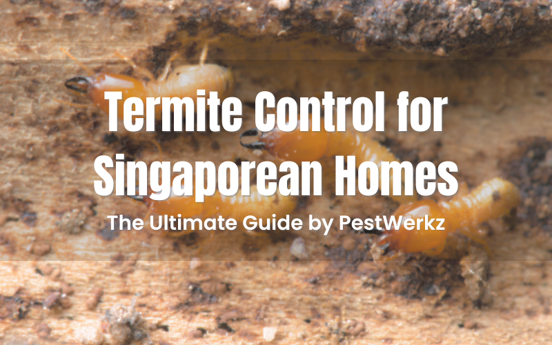 The Ultimate Guide to Termite Control for Singaporean Homes