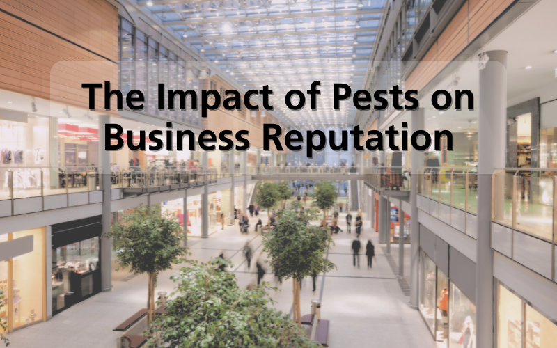 The Impact of Pests on Business Reputation and How to Avoid It