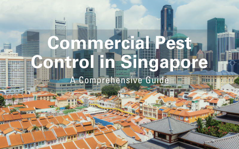 Comprehensive Guide to Commercial Pest Control in Singapore