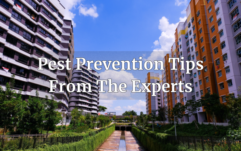 Pest Prevention Tips from the Experts