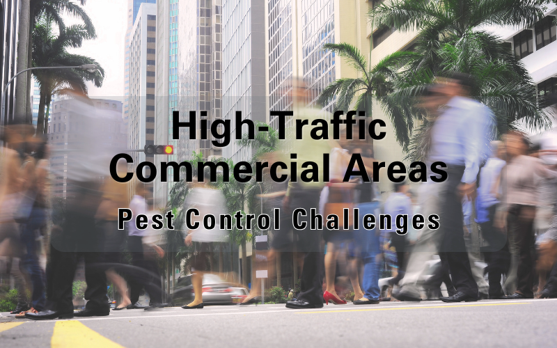 Pest Control Challenges in High-Traffic Commercial Areas